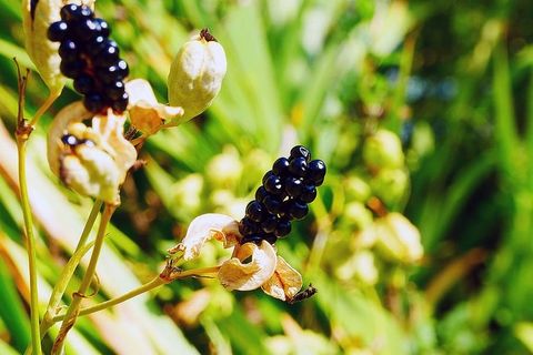 观赏植物鸢尾花的花的黑色浆果,俗称豹纹百合、黑莓百合和豹纹花。 观赏植物鸢尾花的花的黑色浆果,俗称豹纹百合、黑莓百合和豹纹花。