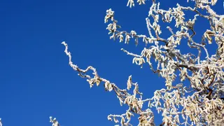 开瓶器、榛子、霜冻、榛子、白霜、蓝色、天空、自然