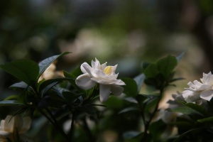 栀子，香味，自然，植物，芳香，花瓣，花，白色