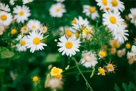 雏菊,雏菊,花,花园,开花植物,花,新鲜,脆弱 雏菊,雏菊,花,花园,开花植物,花,新鲜,脆弱