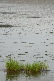 海草, 填海造地, 海, 瓦, 瓦登海, 瓦底, 海底, 水 海草, 填海造地, 海, 瓦, 瓦登海, 瓦底, 海底, 水