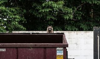 垃圾箱上的棕色浣熊