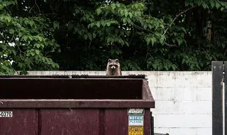 垃圾箱上的棕色浣熊