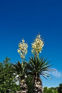 丝兰,棕榈,开花,开花,植物,百合科,花 丝兰,棕榈,开花,开花,植物,百合科,花