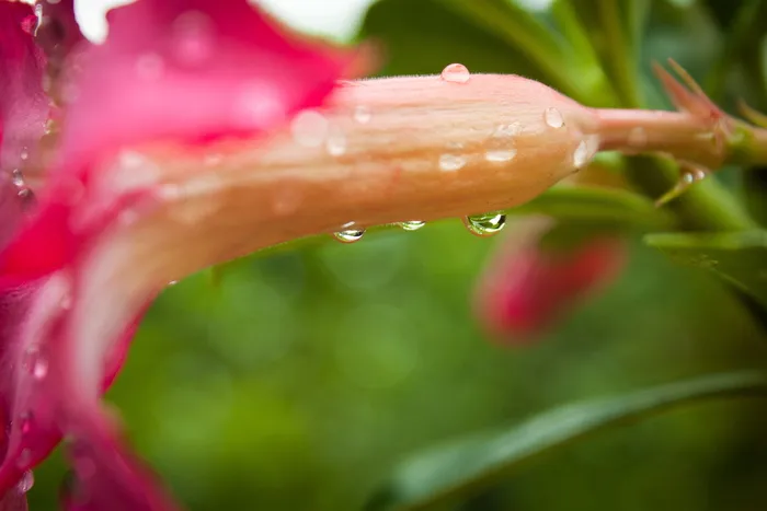 花，露水，自然，园艺，花背景，湿，春花，颜色