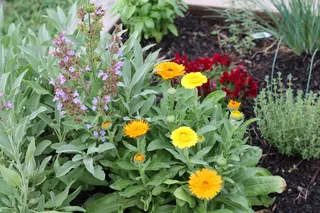 鼠尾草，金盏花，金鱼草，草本植物，花园，草本植物，花卉，开花植物