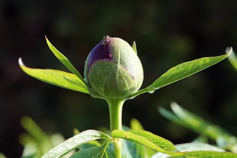选择性,聚焦照片,绿色,叶子,植物,牡丹,花,花 选择性,聚焦照片,绿色,叶子,植物,牡丹,花,花