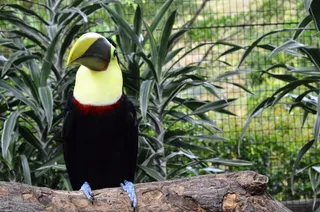 哥斯达黎加，巨嘴鸟，拉卡塔拉塔，动物主题，脊椎动物，鸟类，一种动物，动物