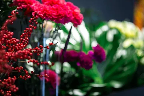 红色罗文,花色艳丽 红色罗文,花色艳丽