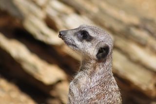 英国，马维尔动物园，科登公园，米尔卡特，野生动物，萨里，英格兰，动物主题