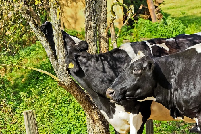 田野，夏天，树木，动物，农业，牛，特写，特写