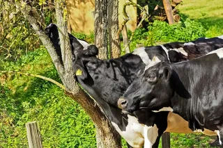 田野，夏天，树木，动物，农业，牛，特写，特写