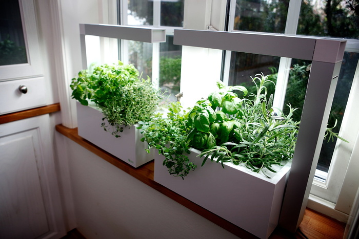 草本植物，种植草本植物，水力系统，礼品，温室，花园，植物，盆栽