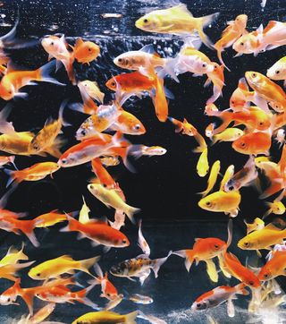 葡萄牙，马德拉岛，宠物，野生动物，动物，动物，白色，可爱