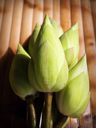 莲花，花，花，花园，水，概念，莲花，花，花园，池塘