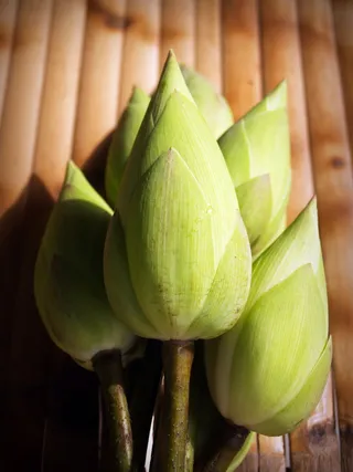 莲花，花，花，花园，水，概念，莲花，花，花园，池塘