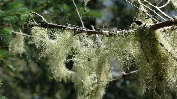 苔藓、地衣、树木、森林、植物、特写、无人、白天 苔藓、地衣、树木、森林、植物、特写、无人、白天