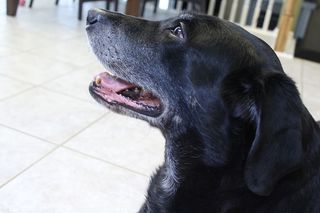 美国，堪萨斯城，小狗，黑色拉布拉多犬，狗，动物，可爱，微笑
