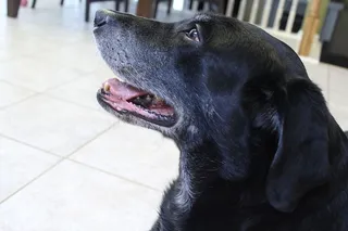 美国，堪萨斯城，小狗，黑色拉布拉多犬，狗，动物，可爱，微笑