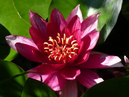黄花月季、夏季、花园池塘、开花、开花、开花、开花植物、新鲜度 黄花月季、夏季、花园池塘、开花、开花、开花、开花植物、新鲜度