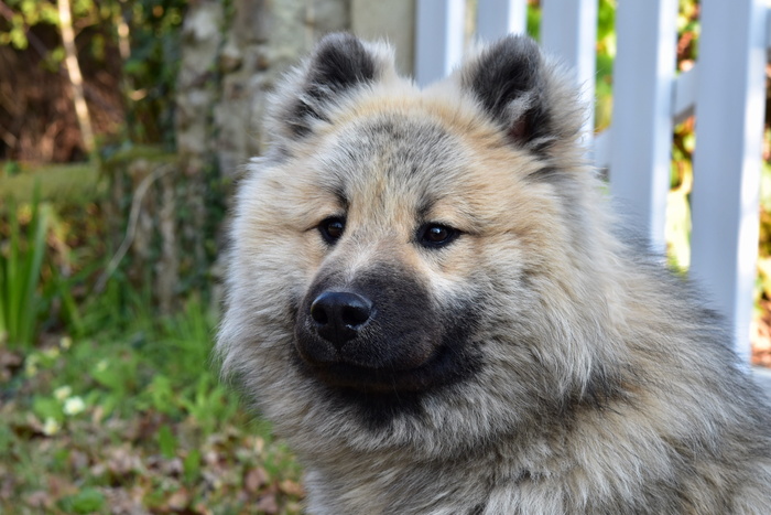 狗，狗olaf eurasier，肖像狗eurasier，棕色眼睛，同伴，雄性，动物，小狗