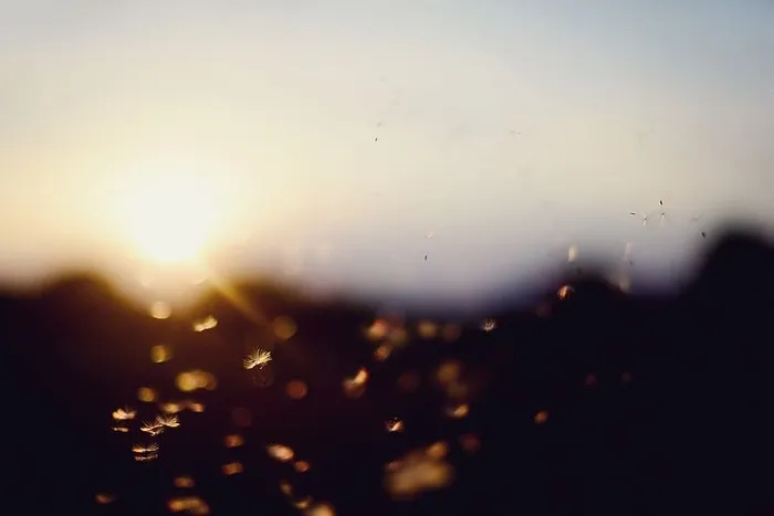 无标题，日落，波基，蒲公英，夏天，直射光，背景，散焦