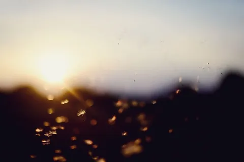 无标题，日落，波基，蒲公英，夏天，直射光，背景，散焦