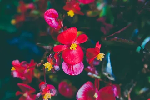自然,花朵,夏天,花园,秋天,美丽,盛开,开花 自然,花朵,夏天,花园,秋天,美丽,盛开,开花