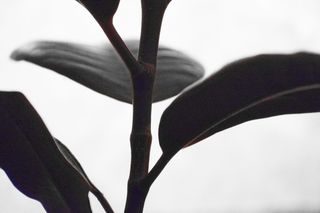 奥克兰, 美国, 树皮, 茎, 花瓣, 叶, 根, 铂