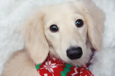 美国、portage、婴儿、宠物、动物、鼻子、圣诞节、白色