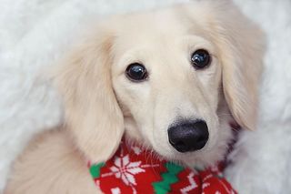 美国、portage、婴儿、宠物、动物、鼻子、圣诞节、白色