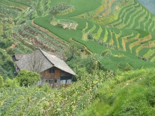 茶叶，大米，墙吧，中国，龙脊，乌斯，农场，田地