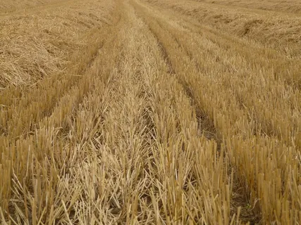 收割、留茬、收获、谷物、秸秆、果冻、农业、景观