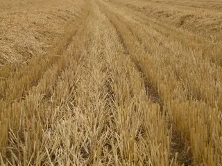 收割、留茬、收获、谷物、秸秆、果冻、农业、景观