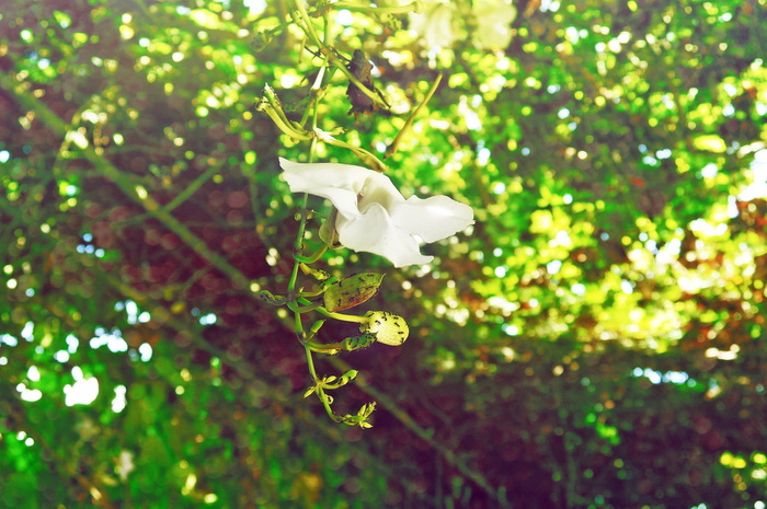 白色，花瓣花，绽放，选择性，聚焦照片，特写，摄影，花瓣