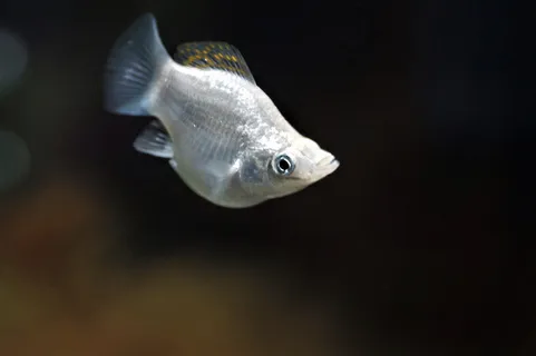 fishy,水族馆,molly ballon,živorodka,淡水,鱼类,白色,动物主题 fishy,水族馆,molly ballon,živorodka,淡水,鱼类,白色,动物主题