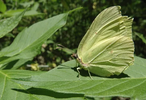 自然、昆虫、树叶、植物、宫廷、蝴蝶日、动物、无脊椎动物 自然、昆虫、树叶、植物、宫廷、蝴蝶日、动物、无脊椎动物