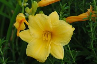 花卉、花园、庭院、hémérocales、黄色、草原、绿色、开花植物