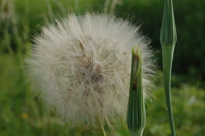 蒲公英，蒲公英巨人，野花，野花，花，脆弱，脆弱，植物