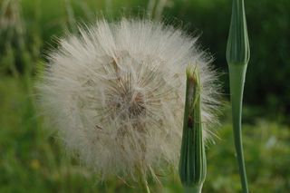 蒲公英，蒲公英巨人，野花，野花，花，脆弱，脆弱，植物