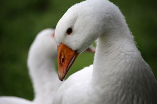 鹅, 白, 头, 草甸, 生物, 草, 细节, 动物