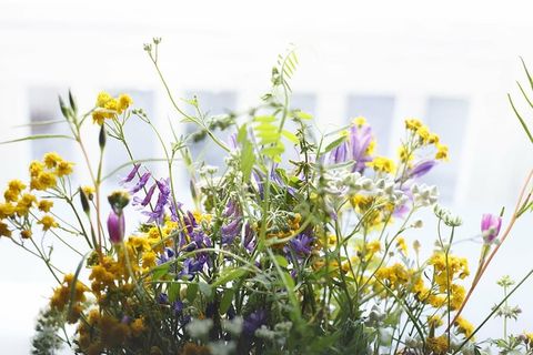 开花，开花，花束，特写，植物，花卉，自然，植物
