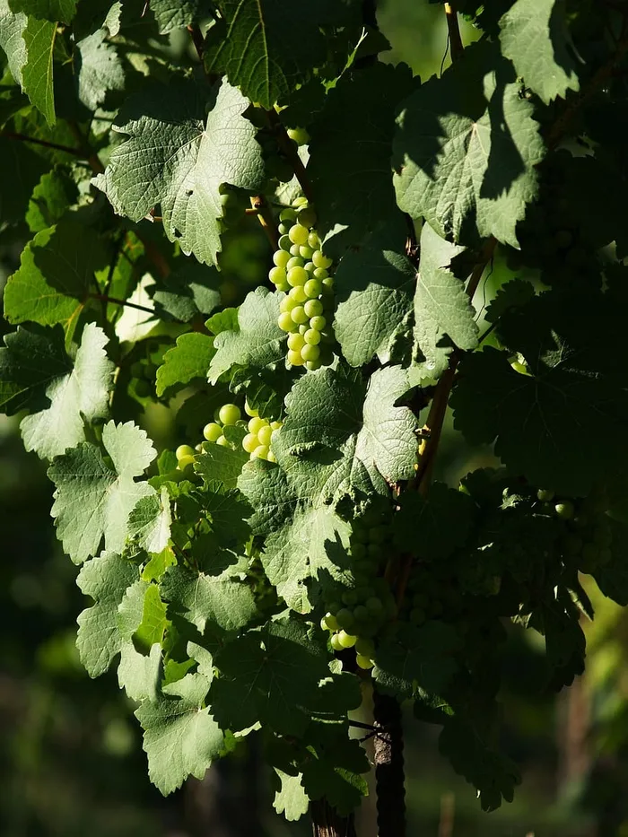 葡萄藤，葡萄，匍匐植物，浆果，植物，健康饮食，生长，食品和饮料
