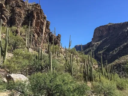 亚利桑那州图森市萨比诺峡谷休闲区Saguaro catus线岩石露头。