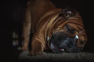 棕褐色的狗躺在地毯上