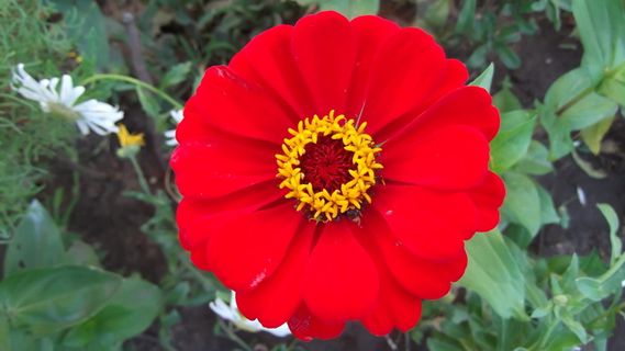 merchant louis，flower macro-2017，苔藓，花卉，开花植物，植物，自然之美，新鲜度