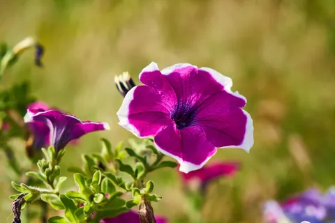 花、春天、夏天、背景、炎热、季节、植物、叶子 花、春天、夏天、背景、炎热、季节、植物、叶子