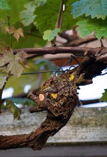 藤蔓，葡萄酒，rebstock，叶子，植物，植物部分，关注前景，树