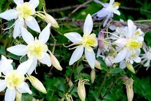 花朵，羽衣甘蓝，白色，开花，花朵，开花，开花，植物群