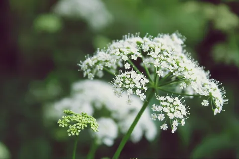 植物,花,花园,自然,白色,花,花园,绿色,花朵 植物,花,花园,自然,白色,花,花园,绿色,花朵